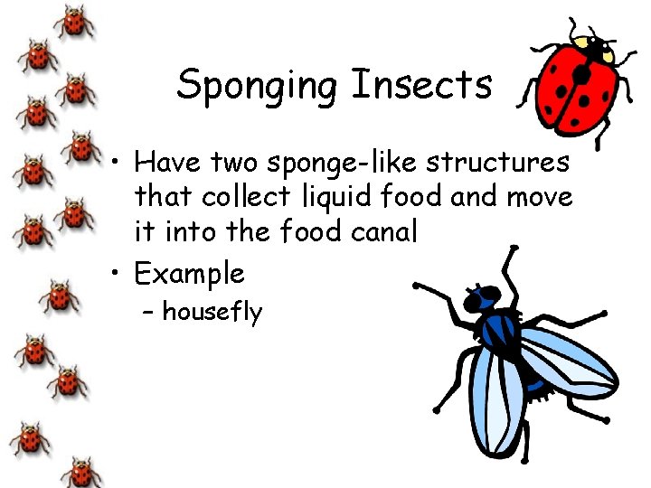 Sponging Insects • Have two sponge-like structures that collect liquid food and move it