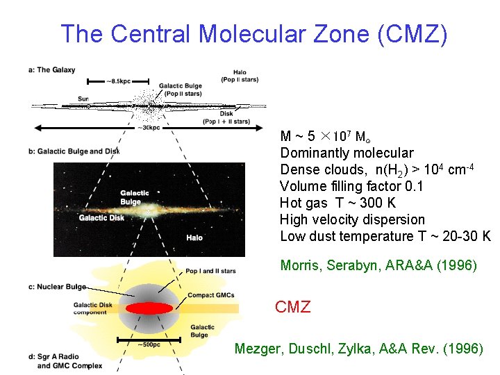 The Central Molecular Zone (CMZ) M ~ 5 × 107 M⊙ Dominantly molecular Dense