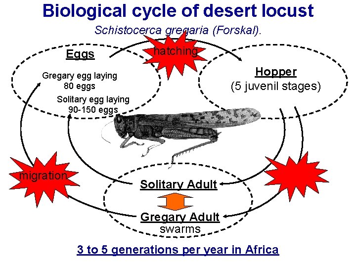 Biological cycle of desert locust Schistocerca gregaria (Forskal). Eggs hatching Hopper (5 juvenil stages)