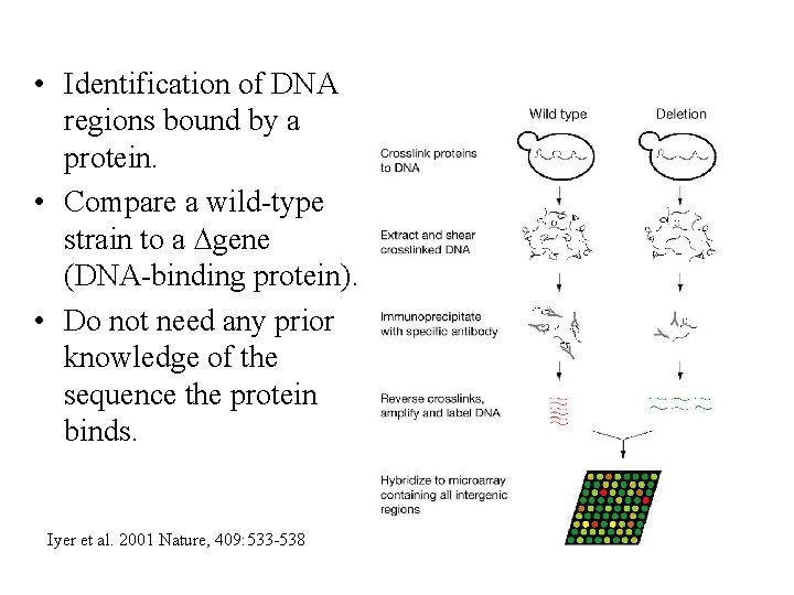  • Identification of DNA regions bound by a protein. • Compare a wild-type