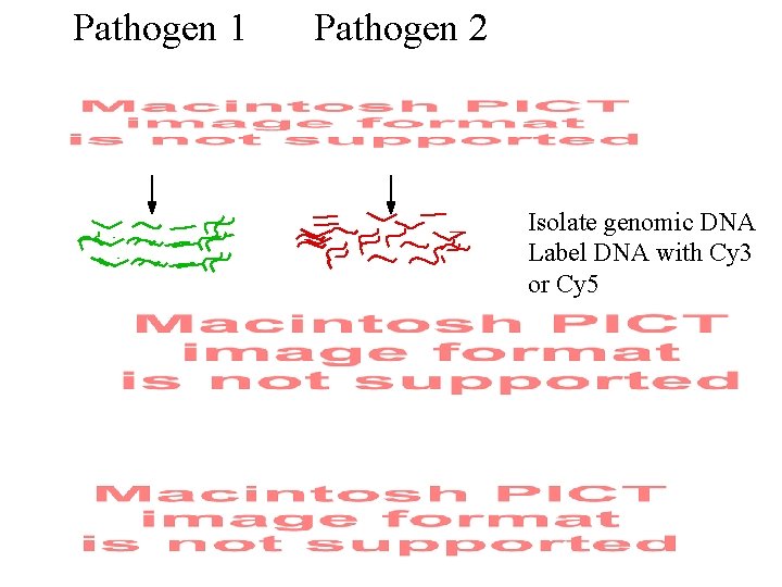 Pathogen 1 Pathogen 2 Isolate genomic DNA Label DNA with Cy 3 or Cy