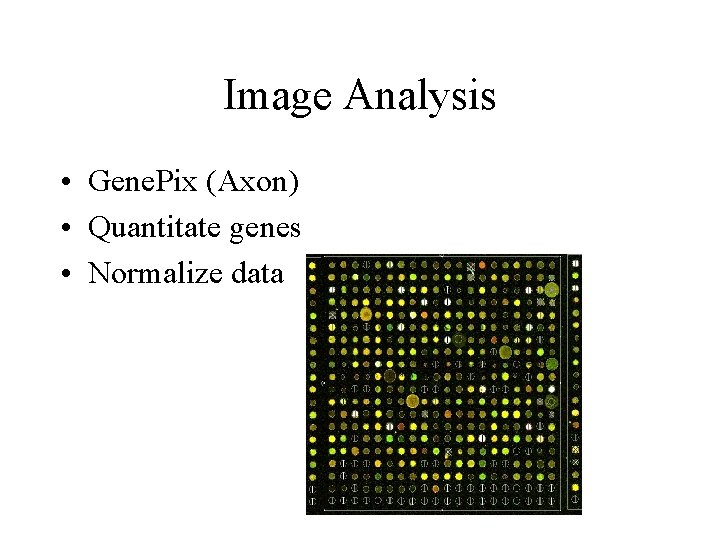 Image Analysis • Gene. Pix (Axon) • Quantitate genes • Normalize data 