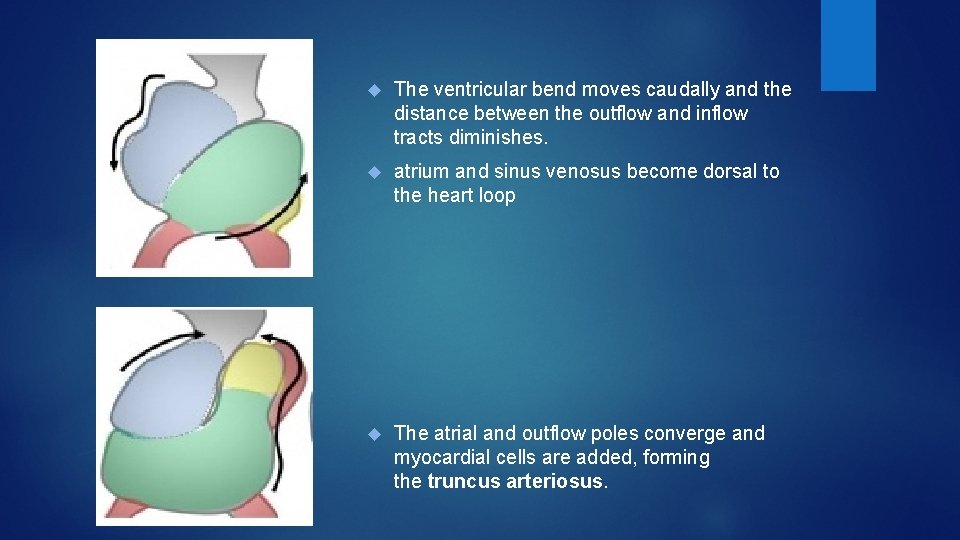  The ventricular bend moves caudally and the distance between the outflow and inflow