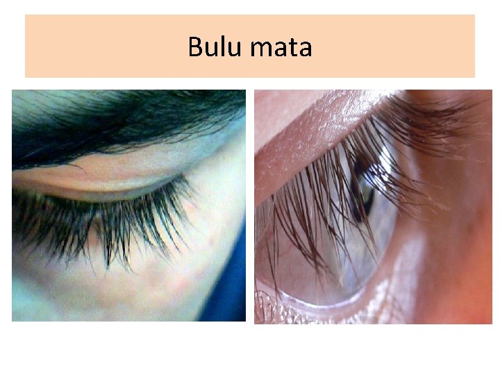 Bulu mata 