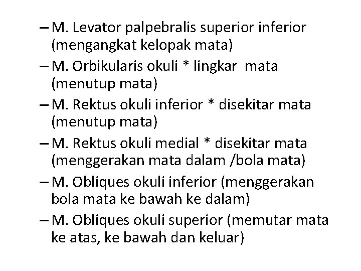 – M. Levator palpebralis superior inferior (mengangkat kelopak mata) – M. Orbikularis okuli *