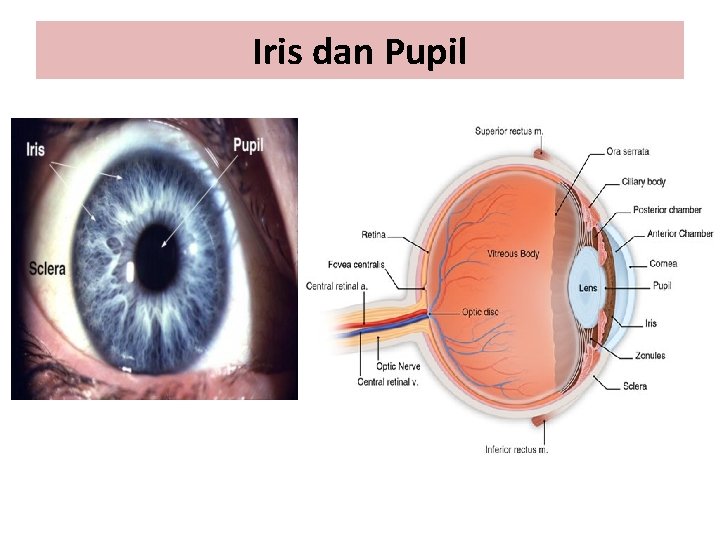 Iris dan Pupil 