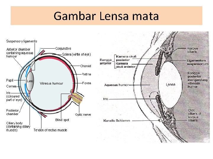 Gambar Lensa mata 