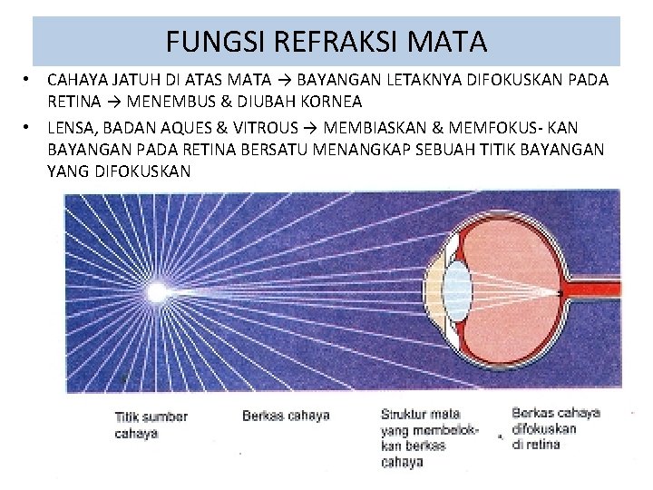 FUNGSI REFRAKSI MATA • CAHAYA JATUH DI ATAS MATA → BAYANGAN LETAKNYA DIFOKUSKAN PADA