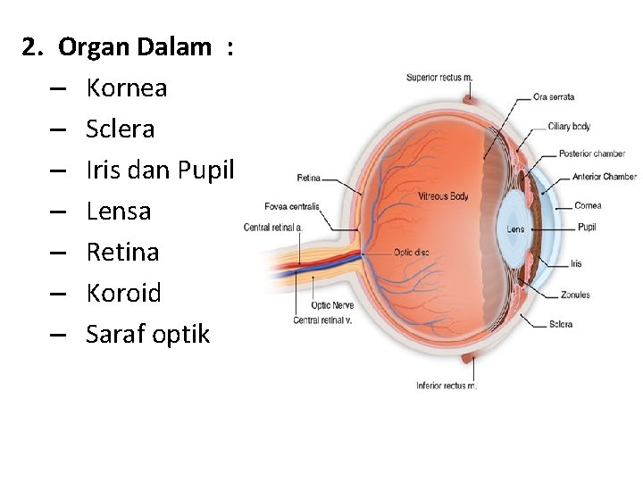 2. Organ Dalam : – Kornea – Sclera – Iris dan Pupil – Lensa