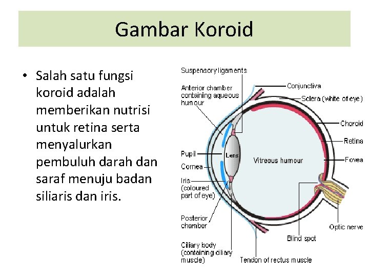 Gambar Koroid • Salah satu fungsi koroid adalah memberikan nutrisi untuk retina serta menyalurkan