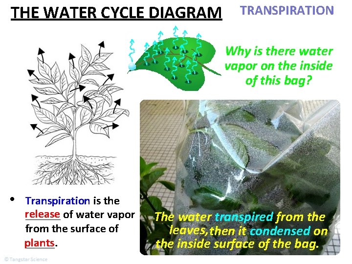 THE WATER CYCLE DIAGRAM TRANSPIRATION Why is there water vapor on the inside of