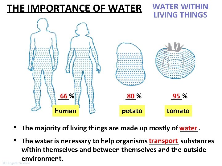 THE IMPORTANCE OF WATER • • WATER WITHIN LIVING THINGS 66 ___% 80 ___%