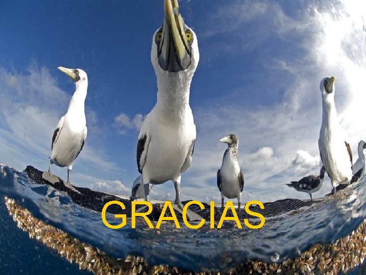 GRACIAS 