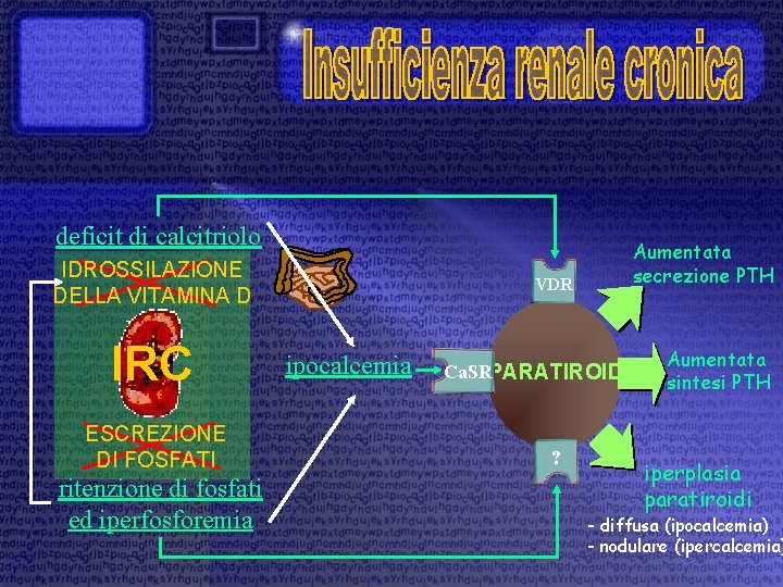 deficit di calcitriolo IDROSSILAZIONE DELLA VITAMINA D IRC ESCREZIONE DI FOSFATI ritenzione di fosfati