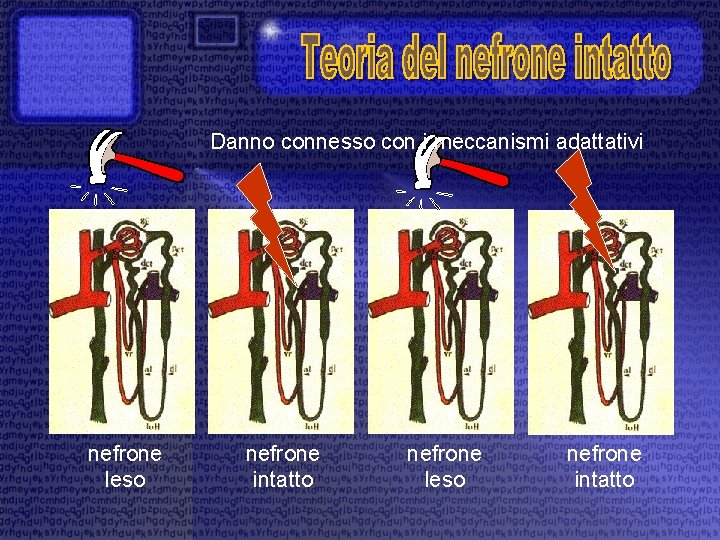 Danno connesso con i meccanismi adattativi nefrone leso nefrone intatto 