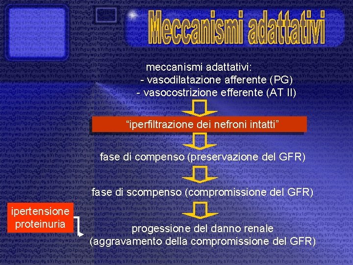 meccanismi adattativi: - vasodilatazione afferente (PG) - vasocostrizione efferente (AT II) “iperfiltrazione dei nefroni