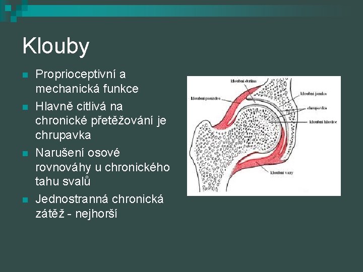 Klouby n n Proprioceptivní a mechanická funkce Hlavně citlivá na chronické přetěžování je chrupavka