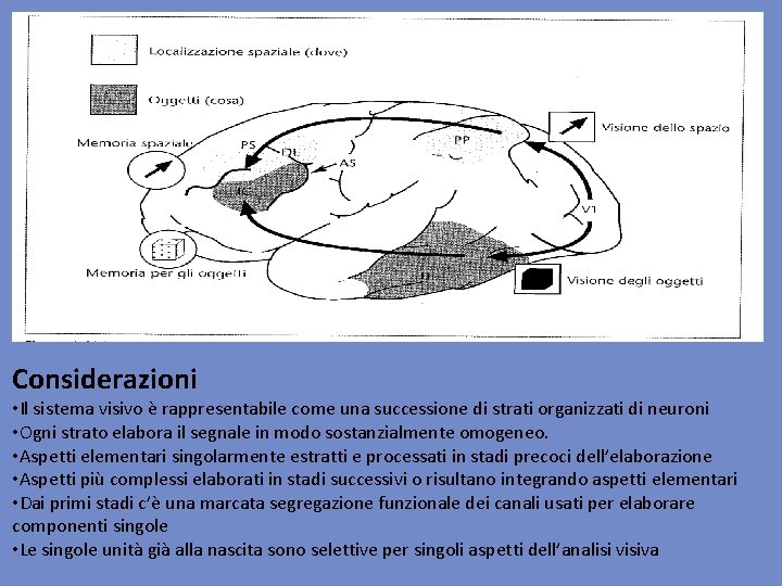 Considerazioni • Il sistema visivo è rappresentabile come una successione di strati organizzati di