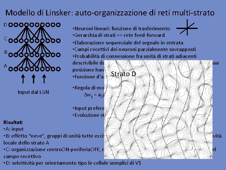 Modello di Linsker: auto-organizzazione di reti multi-strato D • Neuroni lineari: funzione di trasferimento
