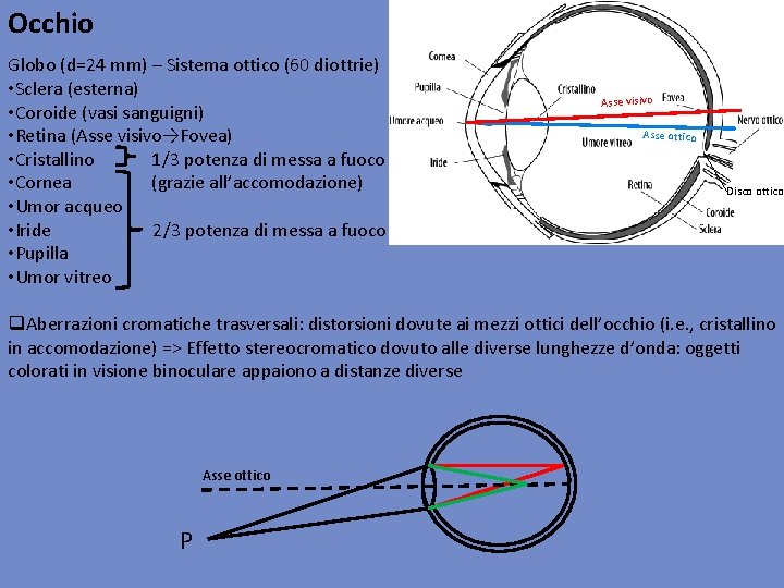 Occhio Globo (d=24 mm) – Sistema ottico (60 diottrie) • Sclera (esterna) • Coroide