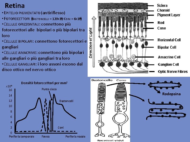 Retina • EPITELIO PIGMENTATO (antiriflesso) 6; CONI = 6 X 10 6) • FOTORECETTORI