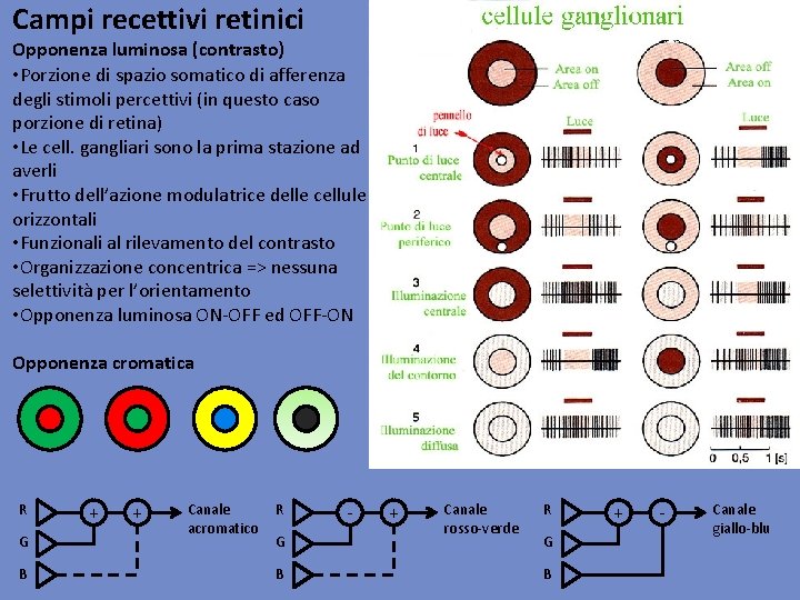 Campi recettivi retinici Opponenza luminosa (contrasto) • Porzione di spazio somatico di afferenza degli