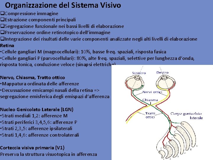 Organizzazione del Sistema Visivo q. Compressione immagine q. Estrazione componenti principali q. Segregazione funzionale