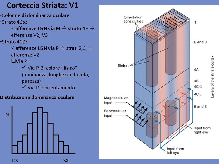 Corteccia Striata: V 1 • Colonne di dominanza oculare • Strato 4 Cα: üafferenze