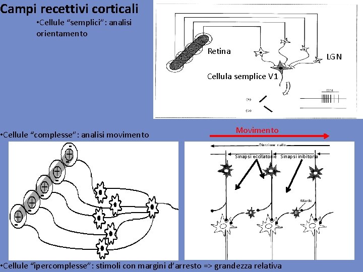 Campi recettivi corticali • Cellule “semplici”: analisi orientamento • Cellule “complesse”: analisi movimento Retina