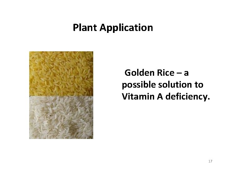 Plant Application Golden Rice – a possible solution to Vitamin A deficiency. 17 