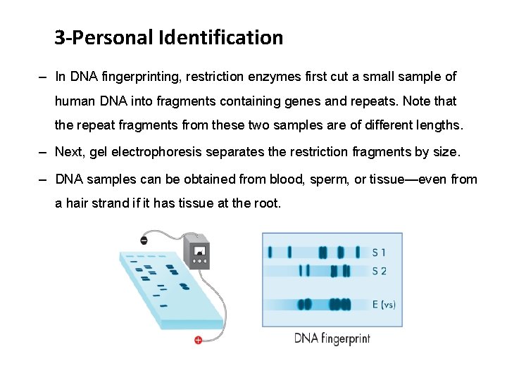 3 -Personal Identification – In DNA fingerprinting, restriction enzymes first cut a small sample
