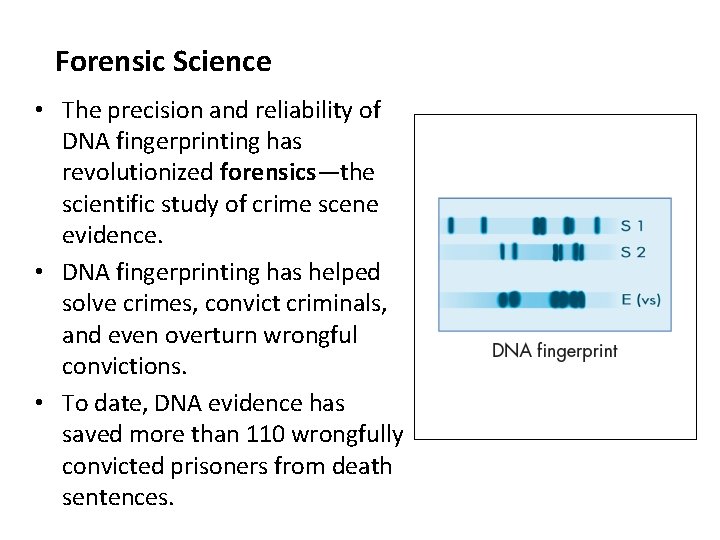 Forensic Science • The precision and reliability of DNA fingerprinting has revolutionized forensics—the scientific