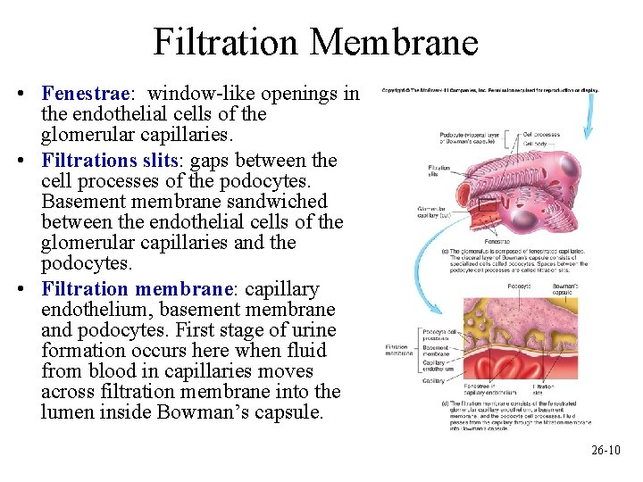 Filtration Membrane • Fenestrae: window-like openings in the endothelial cells of the glomerular capillaries.