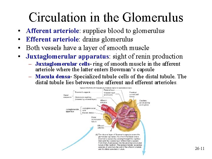 Circulation in the Glomerulus • • Afferent arteriole: supplies blood to glomerulus Efferent arteriole: