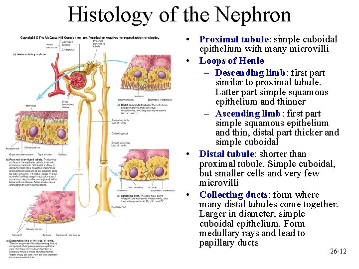 Histology of the Nephron • Proximal tubule: simple cuboidal epithelium with many microvilli •