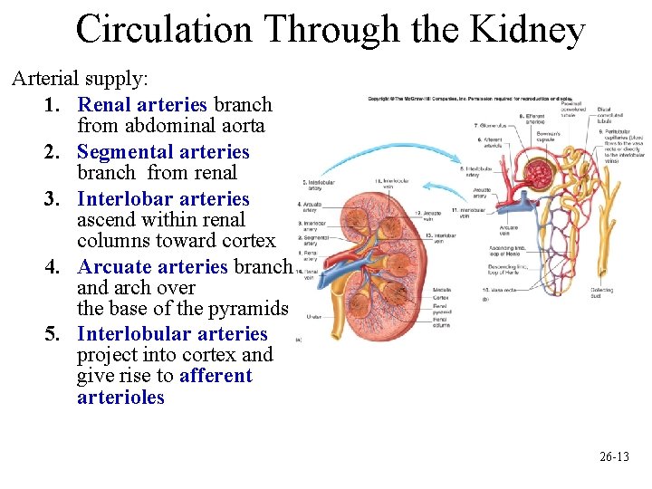 Circulation Through the Kidney Arterial supply: 1. Renal arteries branch from abdominal aorta 2.