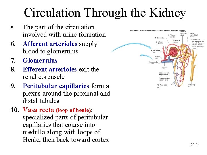 Circulation Through the Kidney • 6. 7. 8. 9. 10. The part of the