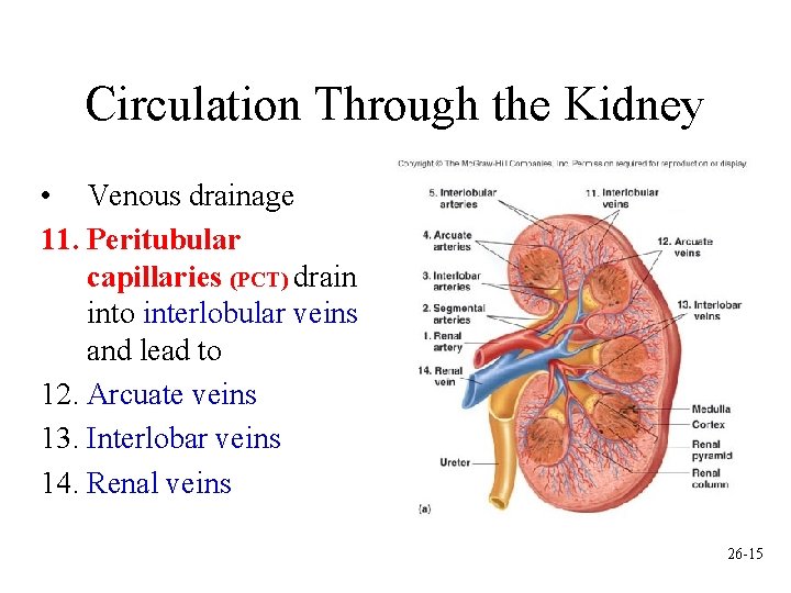 Circulation Through the Kidney • Venous drainage 11. Peritubular capillaries (PCT) drain into interlobular