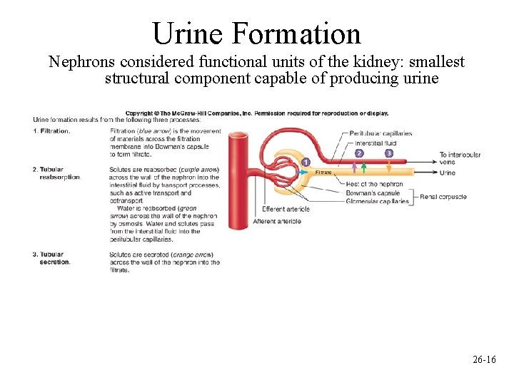 Urine Formation Nephrons considered functional units of the kidney: smallest structural component capable of