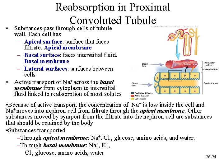 Reabsorption in Proximal Convoluted Tubule • Substances pass through cells of tubule wall. Each