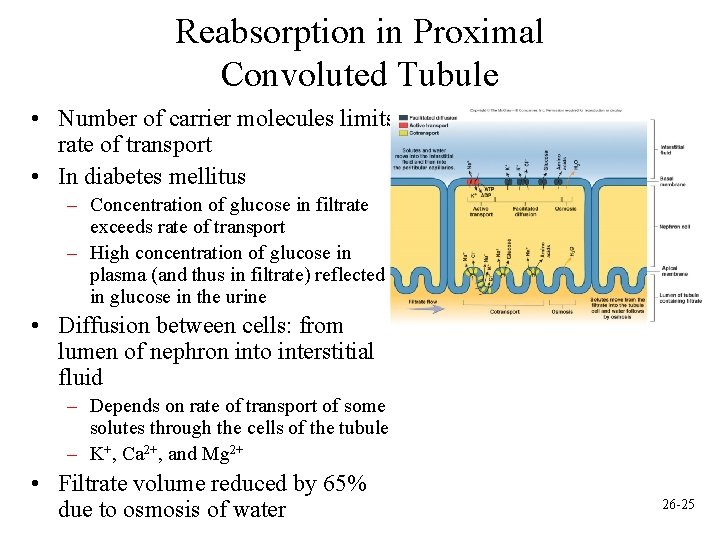 Reabsorption in Proximal Convoluted Tubule • Number of carrier molecules limits rate of transport