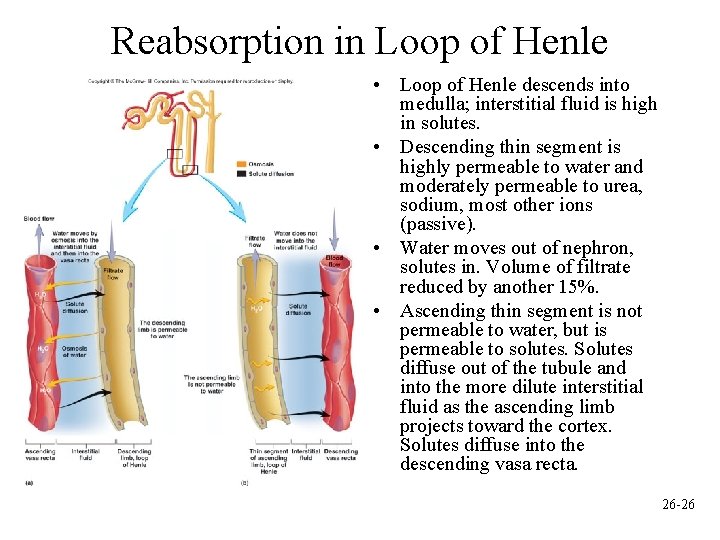 Reabsorption in Loop of Henle • Loop of Henle descends into medulla; interstitial fluid