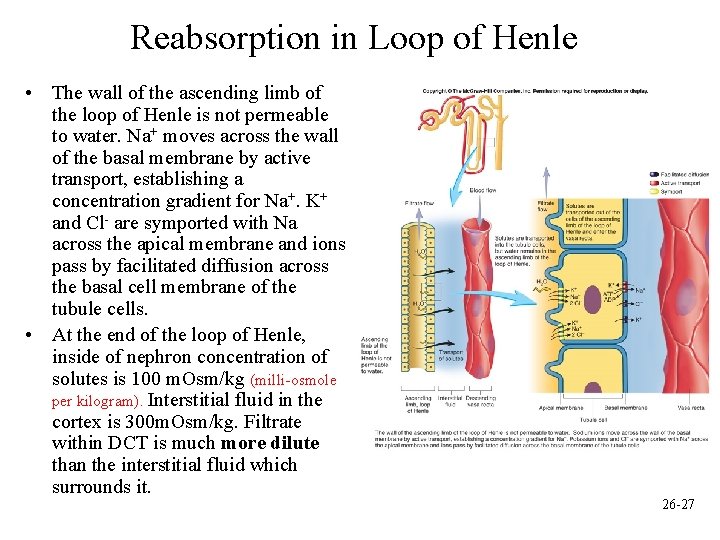 Reabsorption in Loop of Henle • The wall of the ascending limb of the