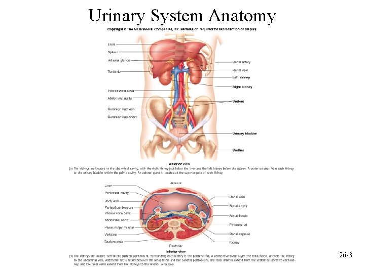 Urinary System Anatomy 26 -3 