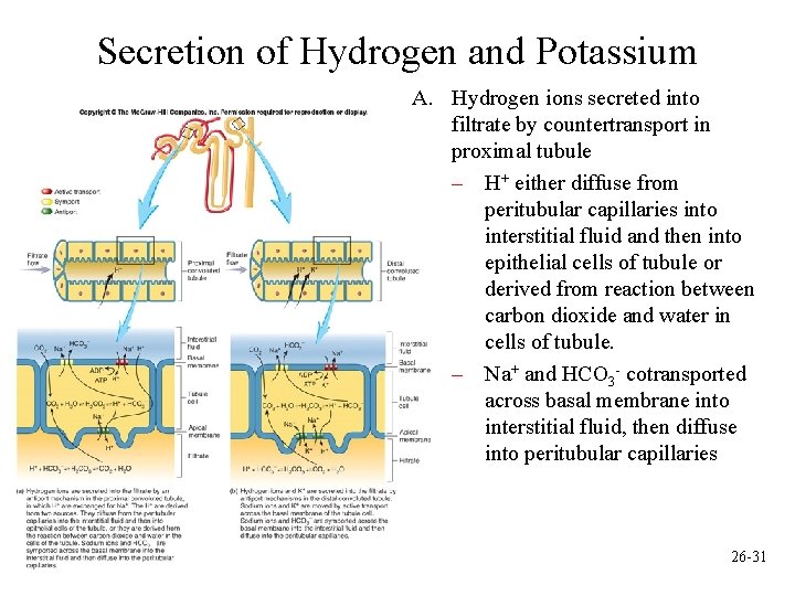 Secretion of Hydrogen and Potassium A. Hydrogen ions secreted into filtrate by countertransport in