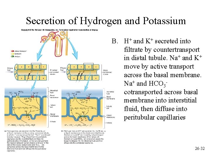 Secretion of Hydrogen and Potassium B. H+ and K+ secreted into filtrate by countertransport