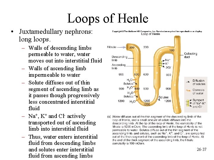 Loops of Henle • Juxtamedullary nephrons: long loops. – Walls of descending limbs permeable