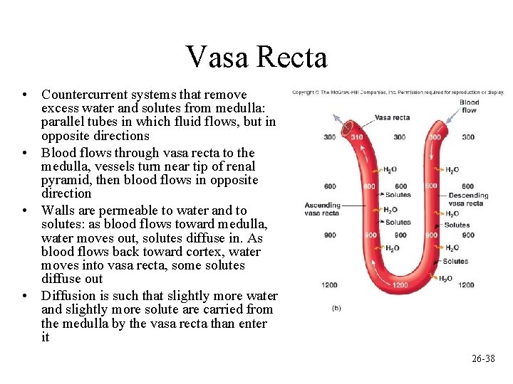 Vasa Recta • Countercurrent systems that remove excess water and solutes from medulla: parallel