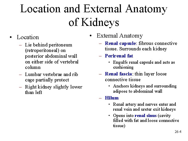 Location and External Anatomy of Kidneys • Location – Lie behind peritoneum (retroperitoneal) on