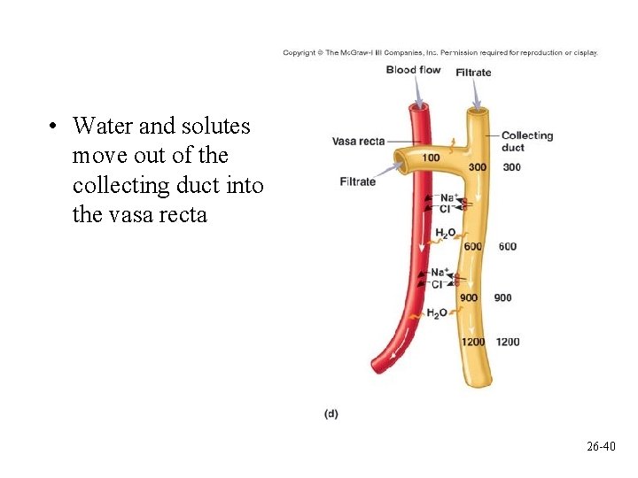  • Water and solutes move out of the collecting duct into the vasa